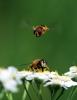 Eristalis nemorum